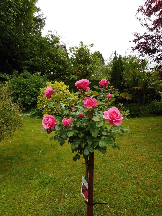 Helianthe * Caen
